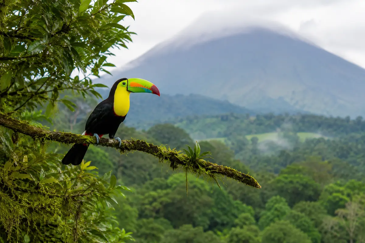 Tucán fotografiado en la zona de Arenal